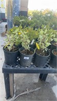 3 Lots of 1 ea 1 Gal Ivory Halo Redtwig Dogwood