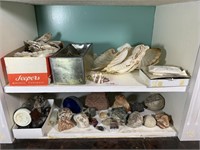 Two shelves of seashells and rocks
