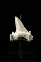 Shark tooth - L: 1.50", W:1.48"