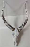 Animal Skull Incl. Hook Installed For Hanging
