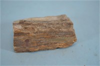 Petrified Wood Sample