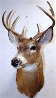 Whitetail Deer 8-Point Buck Taxidermy Mount