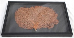 Framed sea plant, 12 x 18