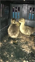 baby geese