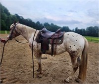 Our Little Zachary - 2021 Chestnut ApHC Gelding