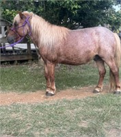 Roanie Pony; Red Roan Gelding Pony