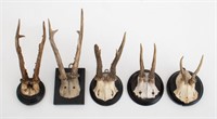 Roe Buck Antler Mounts, 5