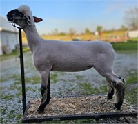 Noble 74 Shropshire Fall Ewe Lamb