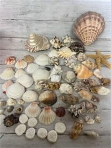 Large Sea Shell lot