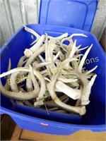 GROUP OF 2 BOXES OF DEER HORNS AND SKULLS