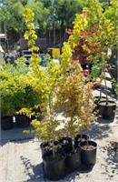 (6) Trident Maple Trees