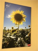 Sunflower Picture - 24 x 36