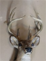 Deer Mount