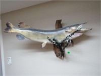 Mounted fish/ Northern Pike