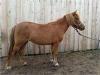 Mare-Miniature Horse-Exposed, broke to ride & driv