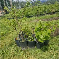 Grape plants, 10 wine grape starts, 2 yr old