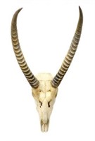 AFRICAN ANTELOPE SKULL & HORN MOUNT