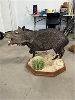 Wild Pig Standing Mount