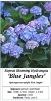 2 Rebloomer Jangles Blue Hydrangea Plants