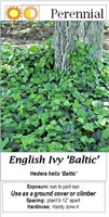 24 English Ivy Baltic Plants