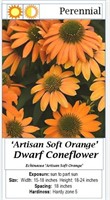 10 Dwarf Orange Coneflower Plants