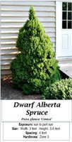 2 Dwarf Alberta Spruce Plants
