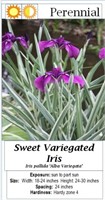 5 Varigated Purple Iris Plants