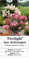 3 Firelight White Sun Hydrangea Plants