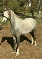 (NSW) BLAZEY - WELSH GELDING