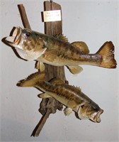 2 LARGE MOUTH BASS DRIFTWOOD TAXIDERMY MOUNT