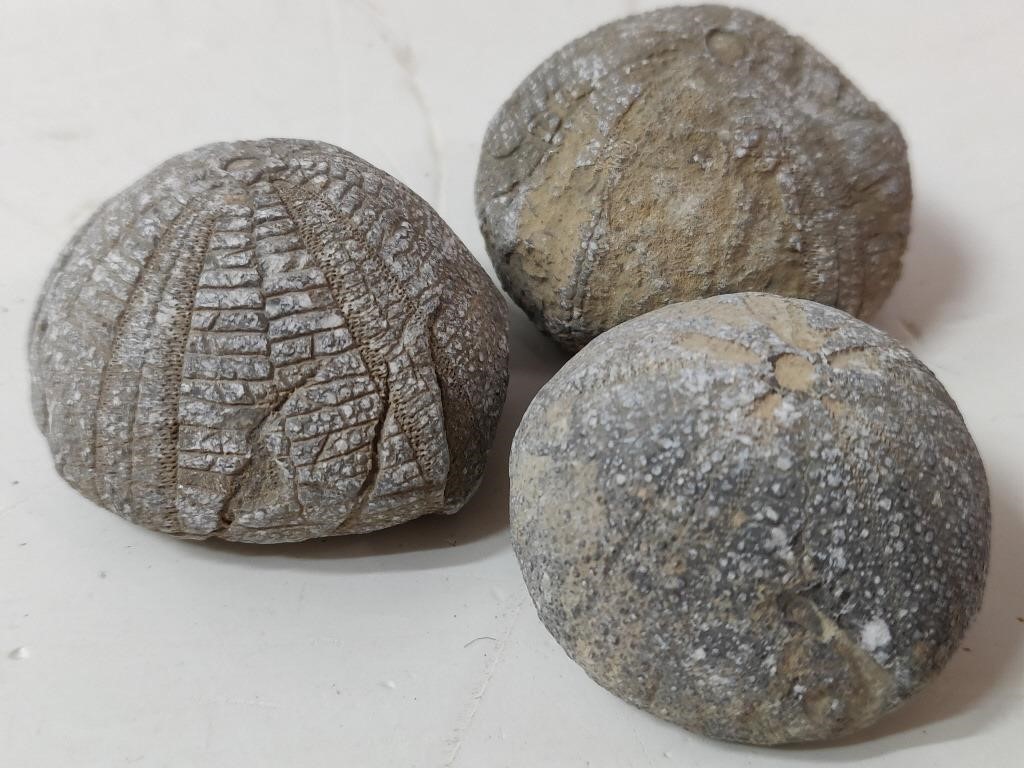 3 Fossils