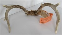 Set of deer horns with 1971 hunting tag.