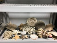 Shells lot of shells