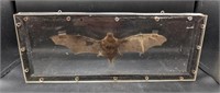 Bat in Acrylic Display