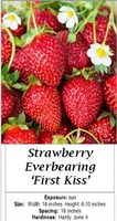 12 Everbearing First Kiss Strawberry Plants