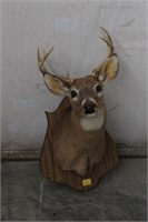 7 POINT WHITE TAIL BUCK MOUNTED