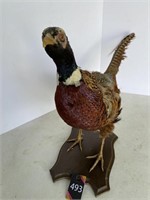Stuffed Ring Neck Pheasant