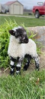 1 little girl 50% valias and 50% baby doll sheep
