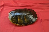 Old Turtle Shell