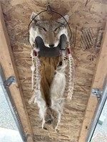 Authentic Native American coyote headdress