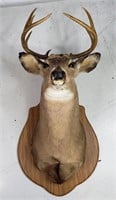 Mounted Deer Head Buck