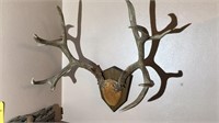 Antler mount 28"wide