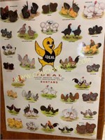 Ideal Poultry breeds poster 1990