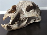 Skull (Black Bear?)