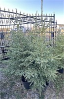 5 - 5' - 6' Potted Spruce Trees - Each