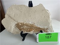 Diplomystus Fish Fossil 12"  × 10"