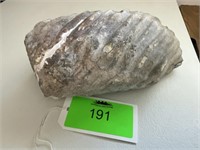 Fossilized Giant Clam Shell (Light Grey)