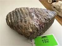 Fossilized Giant Clam Shell (Brown)