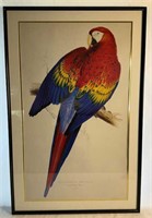 Vintage Edward Lear Red and Yellow Macaw Framed