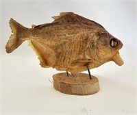 137D Taxidermy Piranha Fish